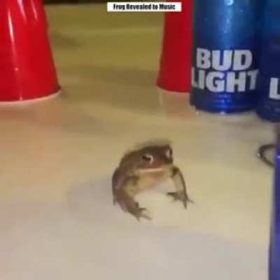 frog