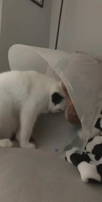 Emotional support kitty