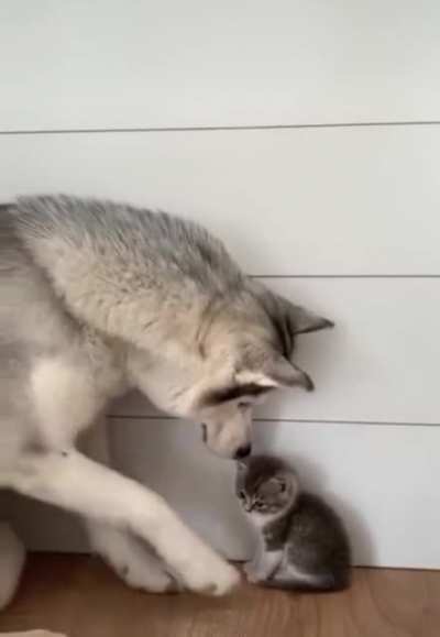 Are you my mom?