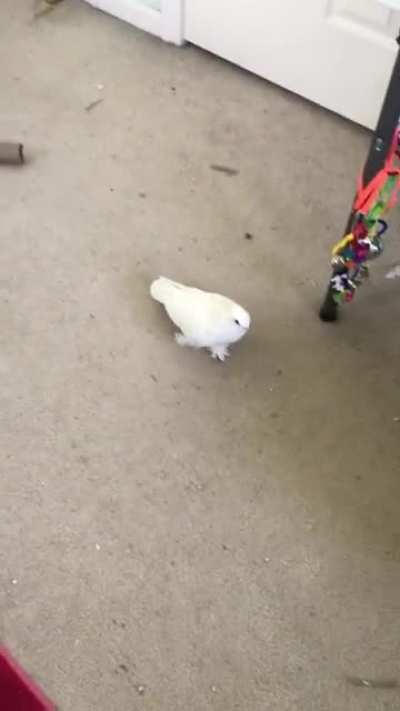 Here he comes