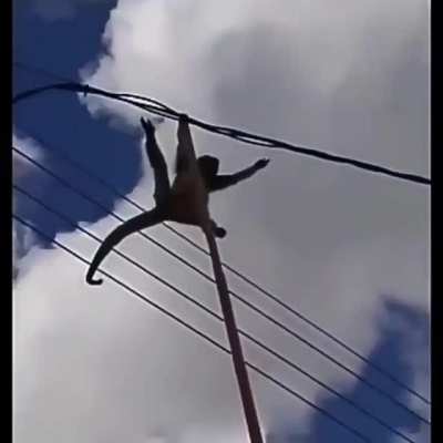 AAAAAAAAA MACACO MACAAAAAAAAAAAA