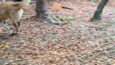 Anatolion Zoomies