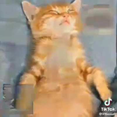 Fofo