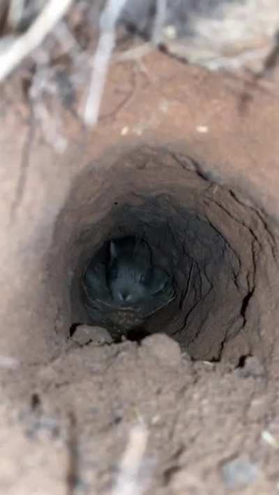 Saw a little hole when working, put my phone down it and saw these two little cuties