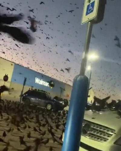 The Storm of Crows