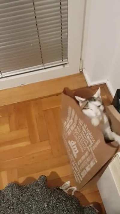 Screameow, bag ate a cat!