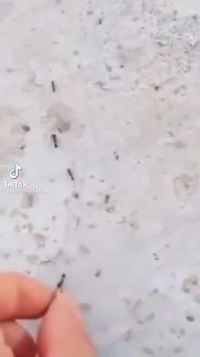 The moment when the Ant Jesus was born.