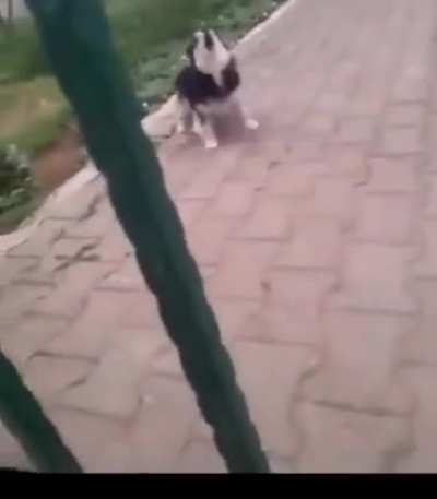 What the dog doin