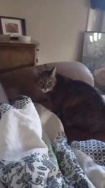 My cat regretting licking my salad. (nothing harmful to her in the bowl, I promise)
