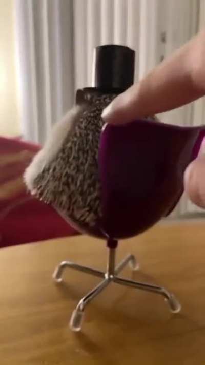 Veja algo fofo, para tentar alegrar seu dia.