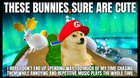 Le star bunnies have arrived.. again