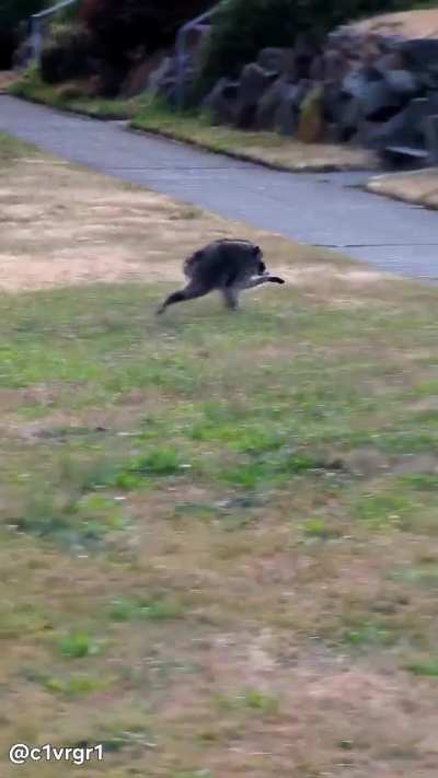 There's been another Jimothy sighting