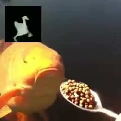 fard