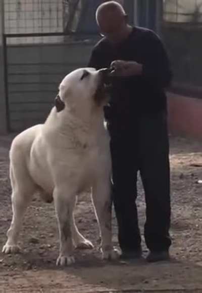 Собачка