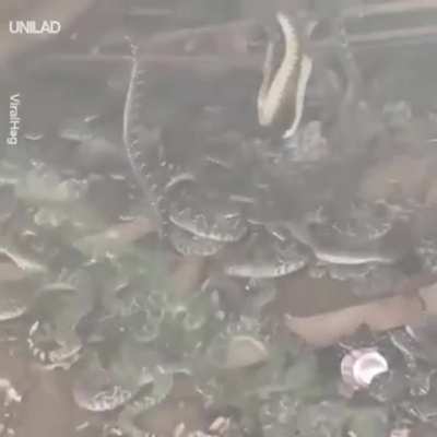 I’d legit move if I found 30 rattlesnakes under my house.