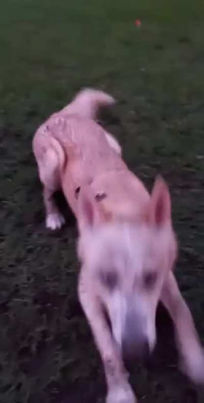 She came in for the kill
