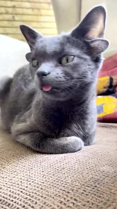 Cat with four ears.