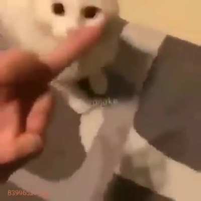 gato arrombado