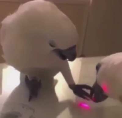 WTF