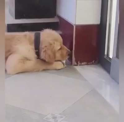 Dog in trouble hahahah ð¶ð¥