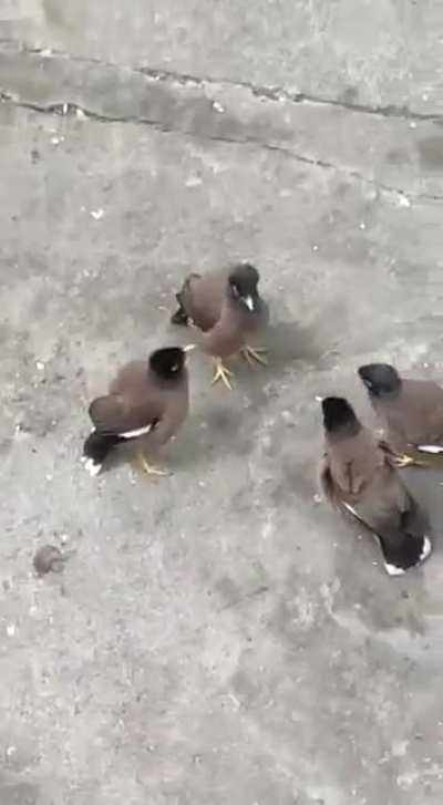 How nature is managing without Reddit!