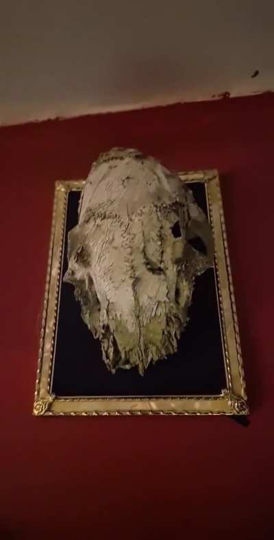 My friend got this skull, what is it?