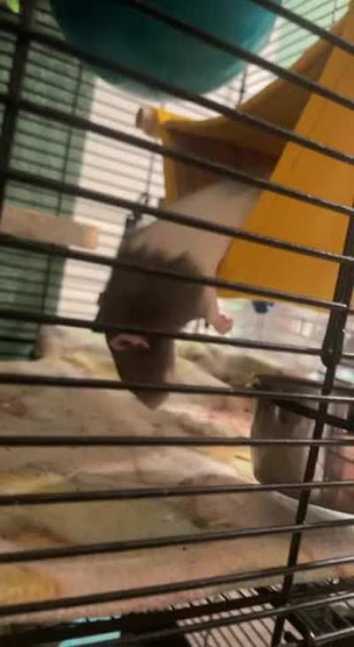 When you get too comfy in the hammock that you slip right out 😂