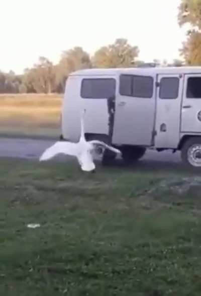Goose attack
