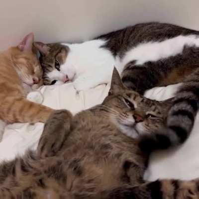 He is sleeping and she is deliberately disturbing him. The abjustive kitty