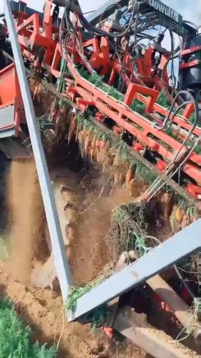 Carrot harvester