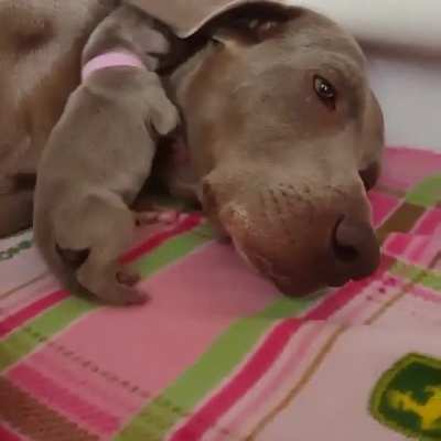 Using ear as a blanket