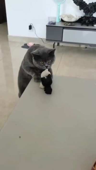 Котик