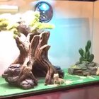 Lizard waving back.