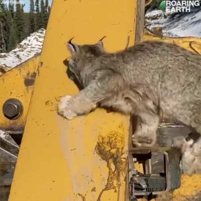 🔥Canada Lynx Climbs up Logging Machine to Look at Human – credit: Roaring Earth