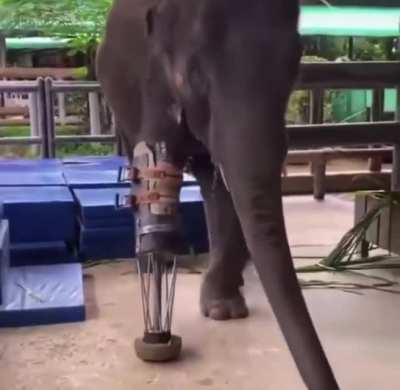Prosthetic Leg