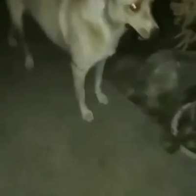 good dog drop it