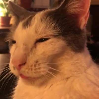 Sudden happy blep