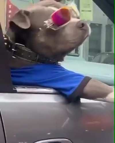 Coolest Dog I've ever seen.