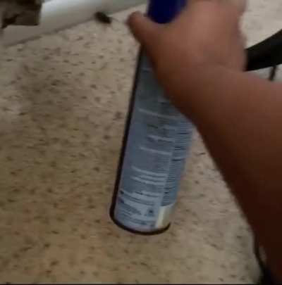 vs. Cockroach