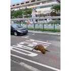 PoOr PuPpEr RuThLeSsLy rUn DoWn oN tHe StReEt