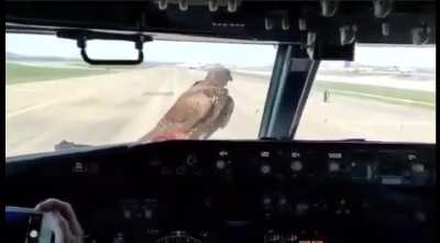 737 has a friend