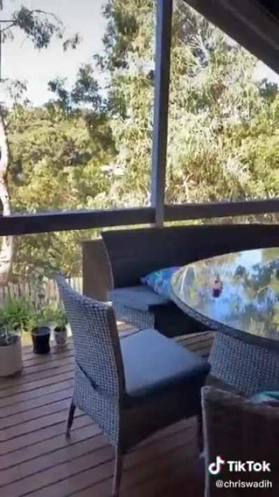 Do Kookaburras like pasta or not