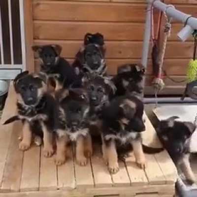 doggo