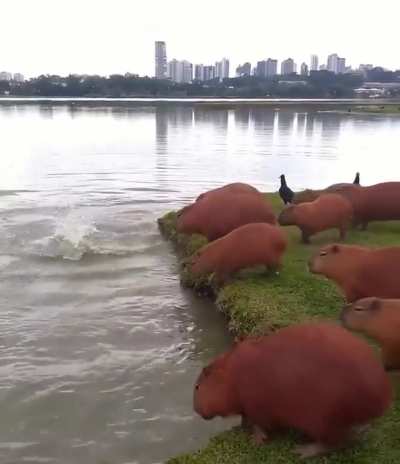 Capybaras jumping into a lake in Brazil - they are able to swim long distances underwater and hold their breaths for around 5 minutes.