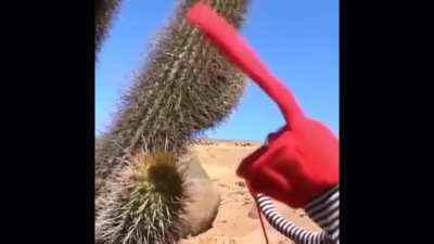 A ver Cactus Jack