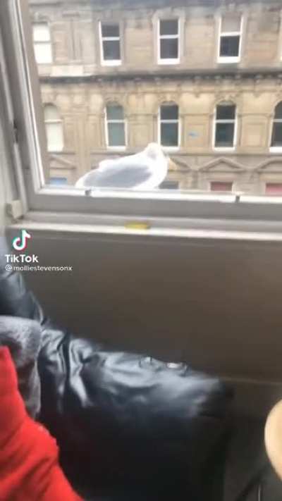 Oh no...