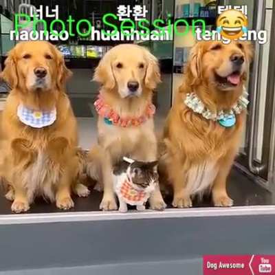 ебучая поста<wbr>новоч<wbr>ная азиат<wbr>ская фотос<wbr>ессия зыы а котен<wbr>ька потом вам всем насрёт в миски