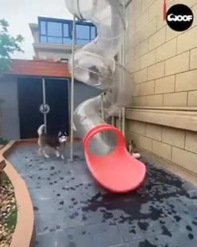 A Doggo Slide