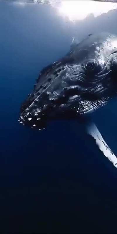 Watch what he does. What is this strange sound?🐋