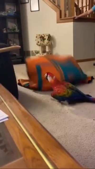 wait till the end